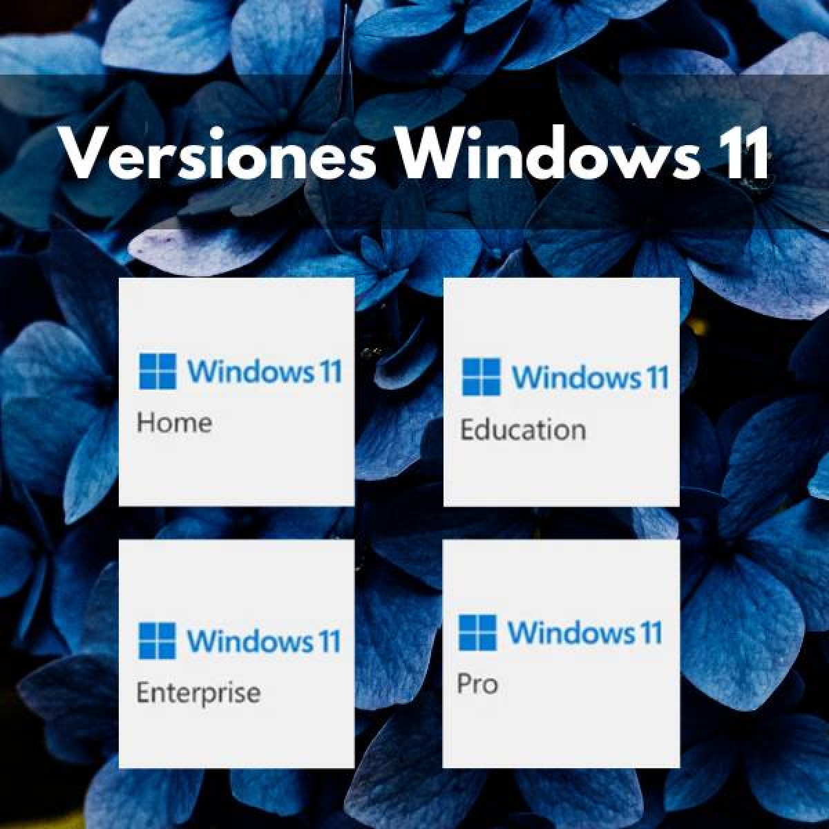 Windows 11: Home vs Pro vs Enterprise vs Education